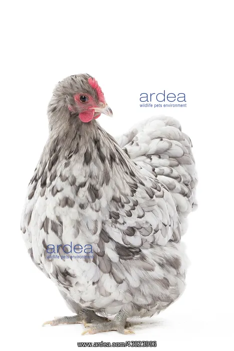  : Orpington Chicken Hen