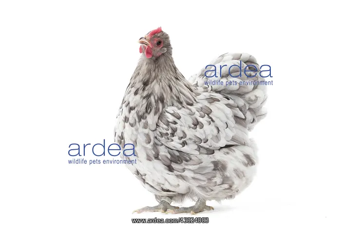  : Orpington Chicken Hen