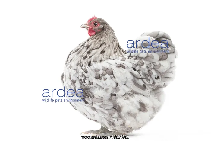  : Orpington Chicken Hen
