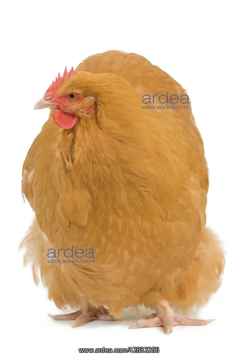  : Orpington Chicken - in studio