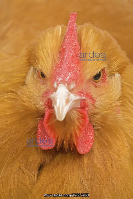  : Orpington Chicken - in studio