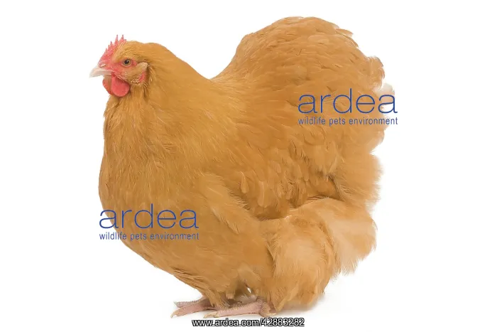  : Orpington Chicken - in studio