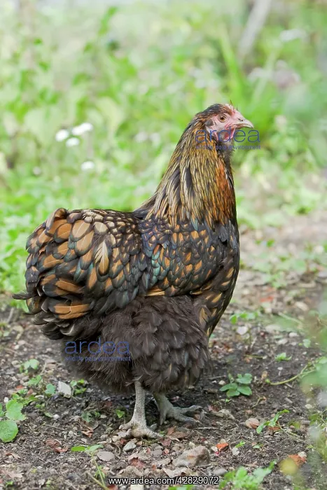 : Orpington Gold Laced - Domestic chicken breed : Orpington Gold Laced - Domestic chicken breed