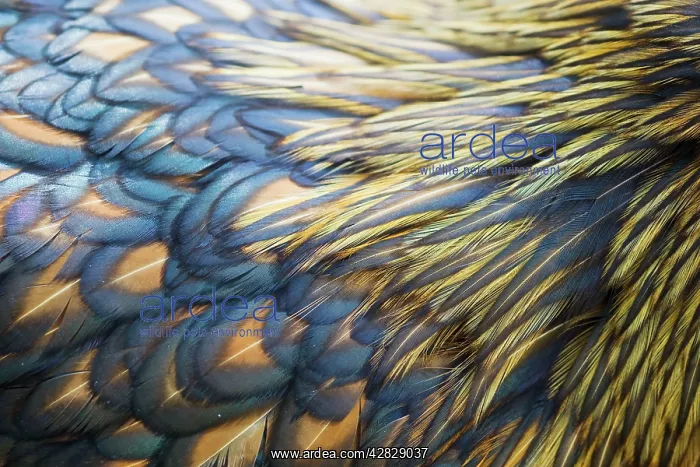 : Orpington Gold Laced - feather detail : Orpington Gold Laced - feather detail