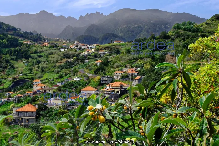 : Ort Sao Roque do faial, Berge, Mispeln, Nordseite : Ort Sao Roque do faial, Berge, Mispeln, Nordseite