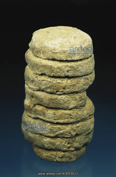 : Orthoceras Fossil : Orthoceras Fossil