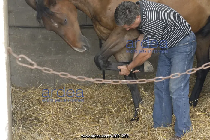 : Orthopedic examination of a horse by a veterinarian France : Orthopedic examination of a horse by a veterinarian France
