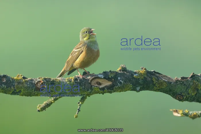 : Ortolan Bunting : Ortolan Bunting