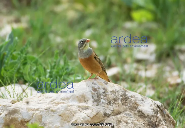 : Ortolan Bunting - adult male : Ortolan Bunting - adult male