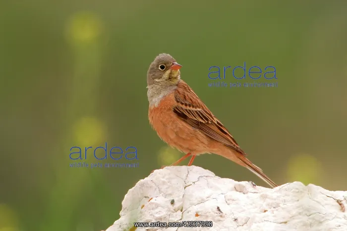 : Ortolan Bunting - adult male, May : Ortolan Bunting - adult male, May