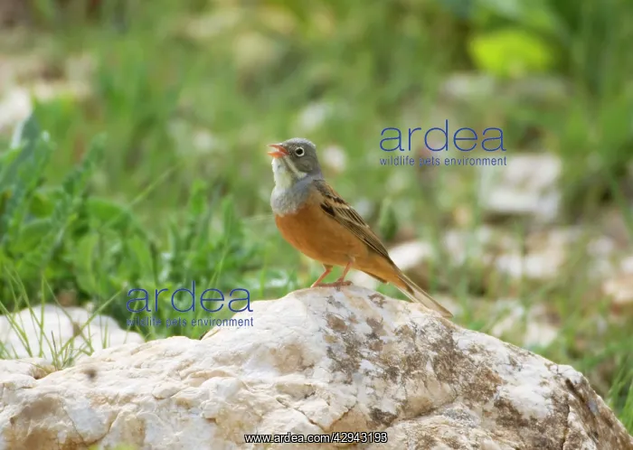 : Ortolan Bunting - adult male singing on territory : Ortolan Bunting - adult male singing on territory