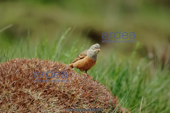 : Ortolan Bunting - adult, May : Ortolan Bunting - adult, May
