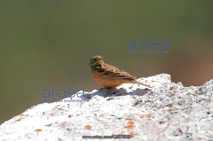 : Ortolan Bunting - adult, May : Ortolan Bunting - adult, May