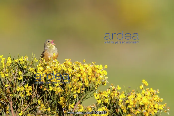 : Ortolan Bunting (Emberiza hortulana) singing, Guadarrama : Ortolan Bunting (Emberiza hortulana) singing, Guadarrama