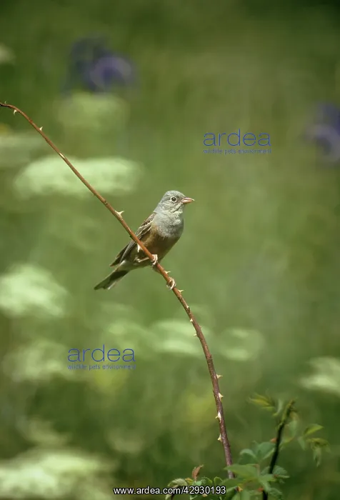 : Ortolan Bunting - perched on thorny branchSSSS : Ortolan Bunting - perched on thorny branchSSSS