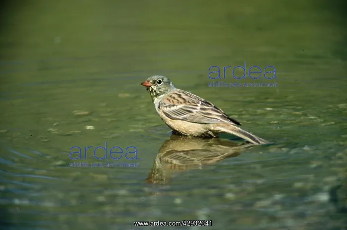 : Ortolan Bunting - standing in water : Ortolan Bunting - standing in water