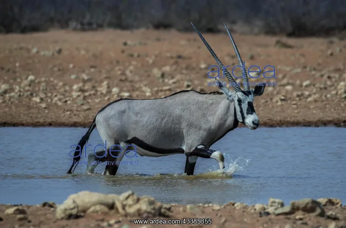 : Oryx antelope (Oryx gazella) in a waterhole, Etosha : Oryx antelope (Oryx gazella) in a waterhole, Etosha