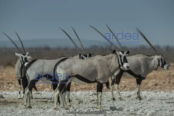 : Oryx antelopes (Oryx gazella), Etosha National Park : Oryx antelopes (Oryx gazella), Etosha National Park