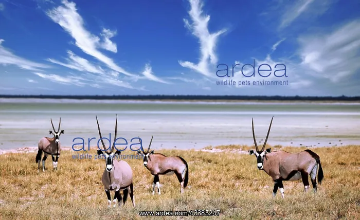 : Oryx, Etosha-Nationalpark, Namibia, Africa : Oryx, Etosha-Nationalpark, Namibia, Africa
