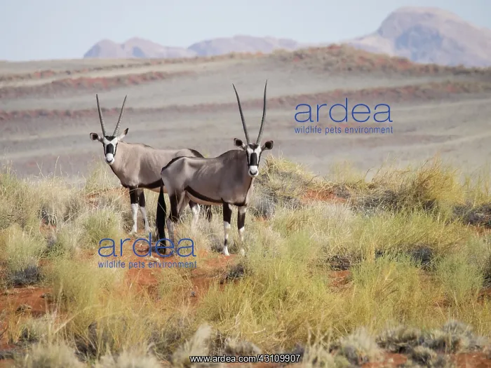 : Oryx Gazelle : Oryx Gazelle