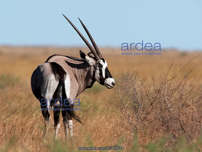  : Oryx Gazelle