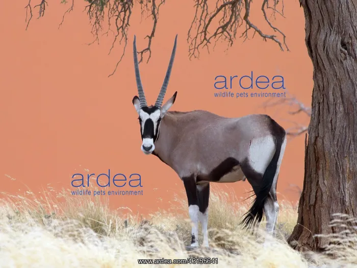 : Oryx Gazelle : Oryx Gazelle