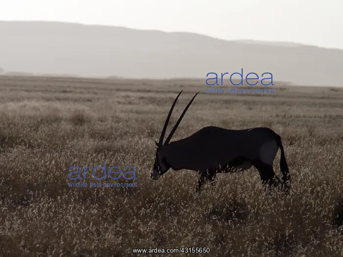 : Oryx Gazelle : Oryx Gazelle