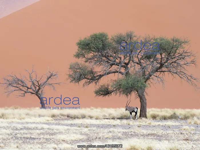 : Oryx Gazelle : Oryx Gazelle