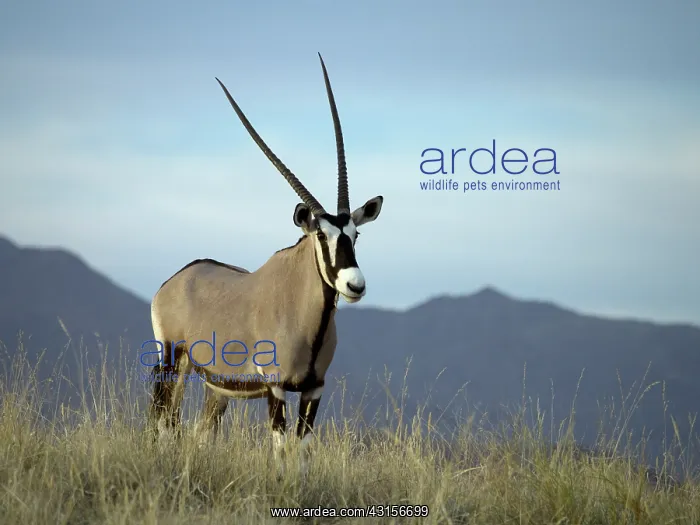 : Oryx Gazelle : Oryx Gazelle