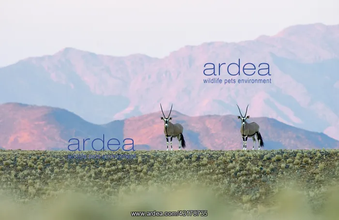  : Oryx Gazelle
