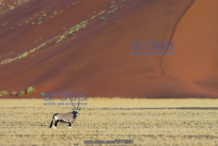 : Oryx Gazelle : Oryx Gazelle