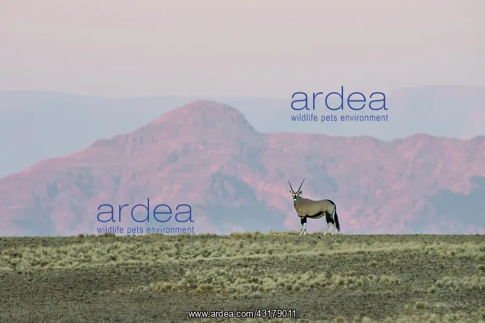 : Oryx Gazelle : Oryx Gazelle