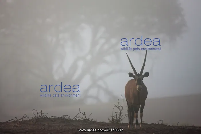 : Oryx Gazelle : Oryx Gazelle