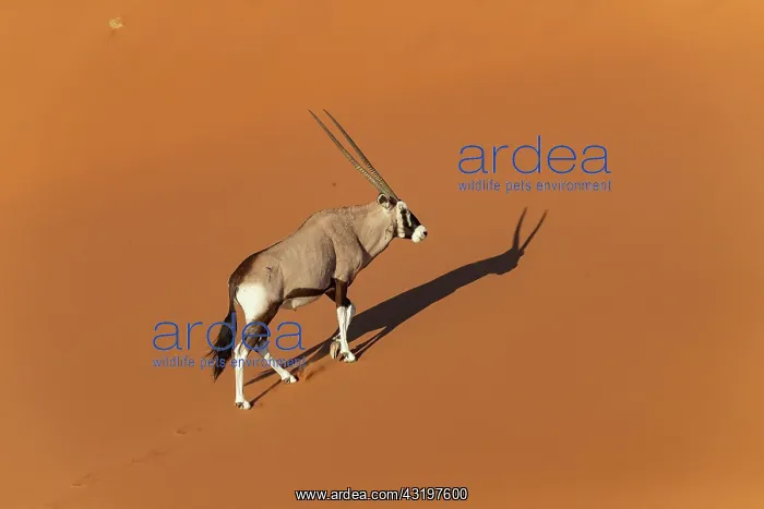: Oryx gazelle or gemsbok (Oryx gazella), aerial view : Oryx gazelle or gemsbok (Oryx gazella), aerial view