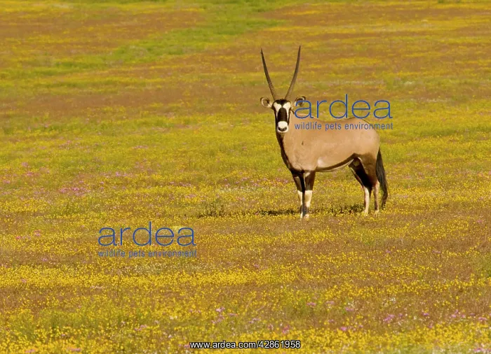 : Oryx / Gemsbok - amongst spring flowers : Oryx / Gemsbok - amongst spring flowers