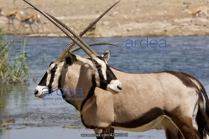 : Oryx / Gemsbok - at water-hole : Oryx / Gemsbok - at water-hole