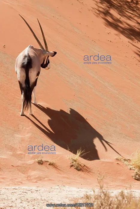 : Oryx (Oryx gazella) standing on sand dune : Oryx (Oryx gazella) standing on sand dune