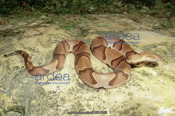  : Osage Copperhead