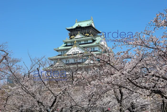 : Osaka Castle seen through the branches of flowering : Osaka Castle seen through the branches of flowering