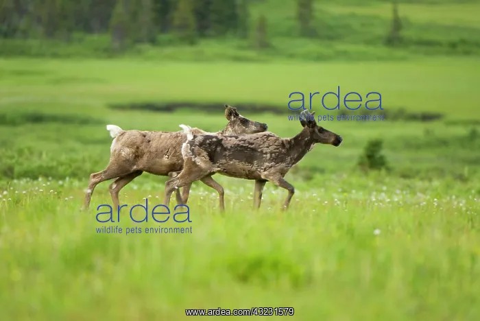 : Osborne caribou, Rangifer tarandus, Sacred : Osborne caribou, Rangifer tarandus, Sacred