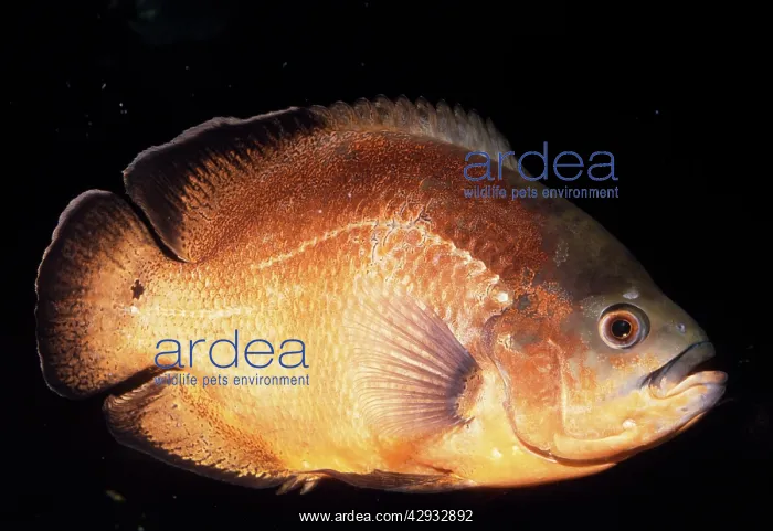 : OSCAR CICHLID : OSCAR CICHLID