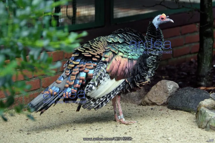 : Oscellated Turkey - showing iridescent plumage : Oscellated Turkey - showing iridescent plumage