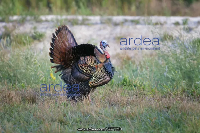 : Osceola turkey, near Stick Marsh, Florida : Osceola turkey, near Stick Marsh, Florida