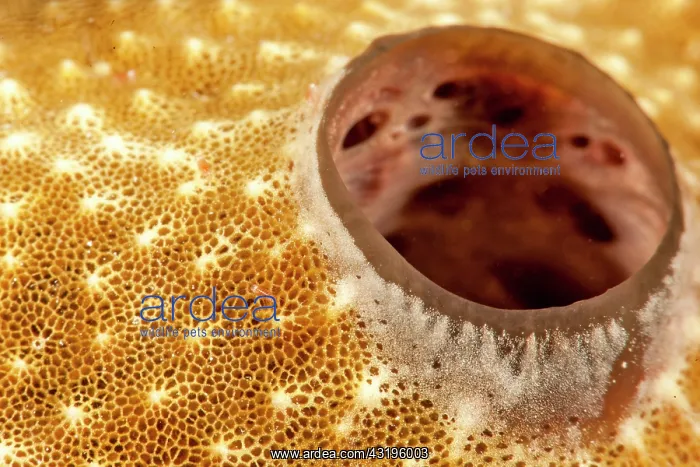 : Oscilum and aquifer system of a sponge, Queens : Oscilum and aquifer system of a sponge, Queens