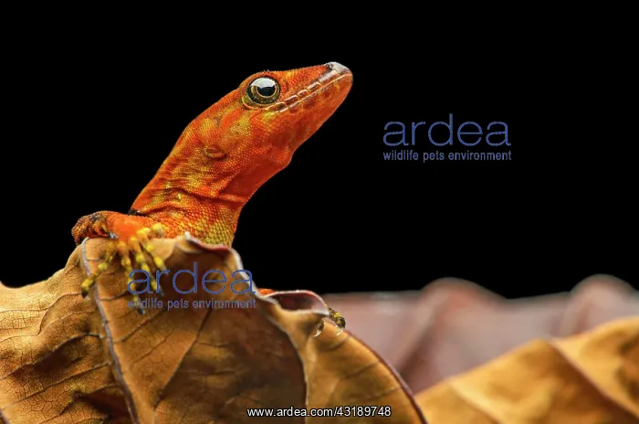 : O'Shaughnessy's gecko or collared gecko (Gonatodes : O'Shaughnessy's gecko or collared gecko (Gonatodes