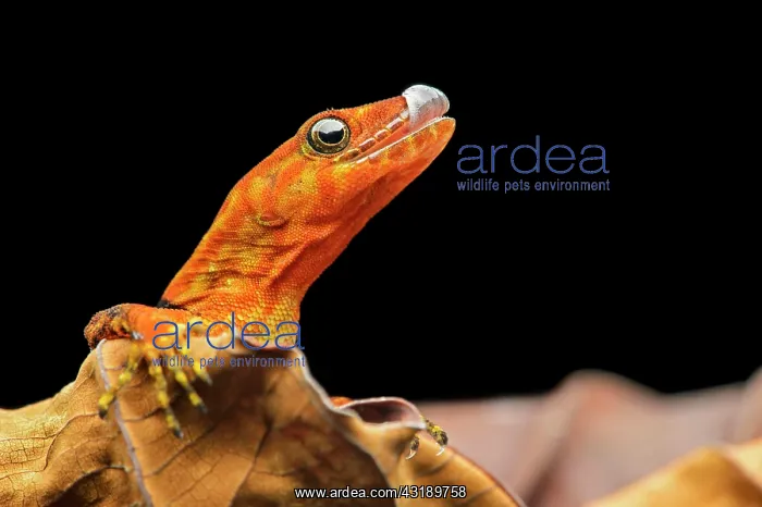 : O'Shaughnessy's gecko or collared gecko (Gonatodes : O'Shaughnessy's gecko or collared gecko (Gonatodes