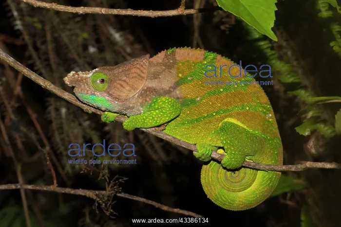 : O'Shaugnessy's chameleon (Calumma oshaughnessyi) : O'Shaugnessy's chameleon (Calumma oshaughnessyi)