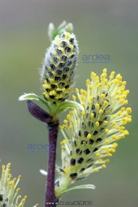 : Osier Flower : Osier Flower