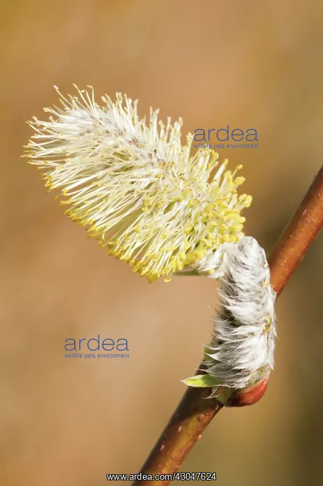 : Osier, Salix viminalis : Osier, Salix viminalis