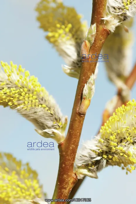 : Osier, Salix viminalis : Osier, Salix viminalis